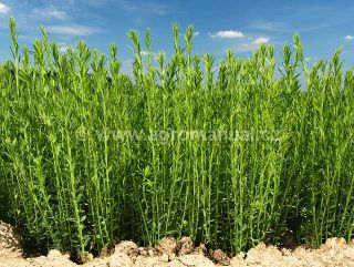 Porost lnu set&eacute;ho