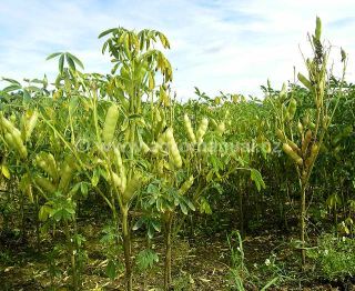 Rostlina lupiny b&iacute;l&eacute; AMIGA