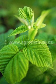 Listy malin&iacute;ku