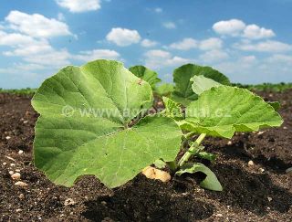 Okurka pěstovan&aacute; na poli