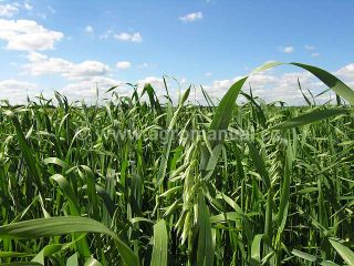 Vymetan&yacute; oves set&yacute;