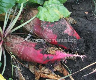 Bulva krmn&eacute; řepy