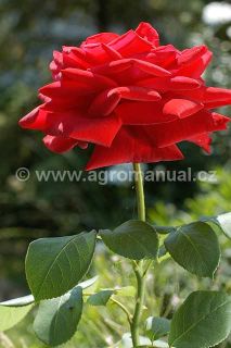 Kvetouc&iacute; rostlina