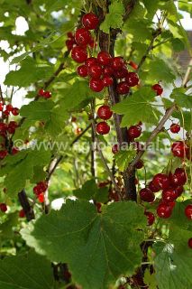 Ryb&iacute;z červen&yacute;