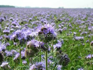 Kvetouc&iacute; porost je kvalitn&iacute;m zdrojem medu
