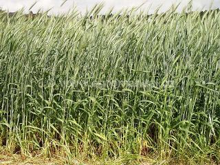 Porost jarn&iacute;ho žita