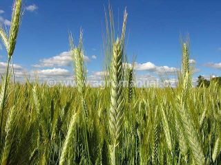 Klas ozim&eacute;ho žita