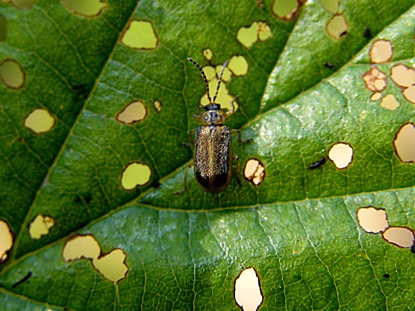 b&aacute;zlivec ol&scaron;ov&yacute;  (foto Jaroslav Rod)