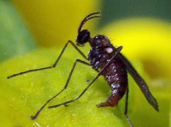 Samička s&nbsp;vysunut&yacute;m teleskopick&yacute;m klad&eacute;lkem (foto&copy;Josef Pozděna)