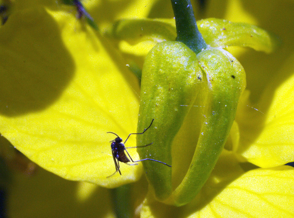 Bejlomorka kapustov&aacute; dosahuje velikosti 1,5&ndash;2 mm (foto&copy;Josef Pozděna)