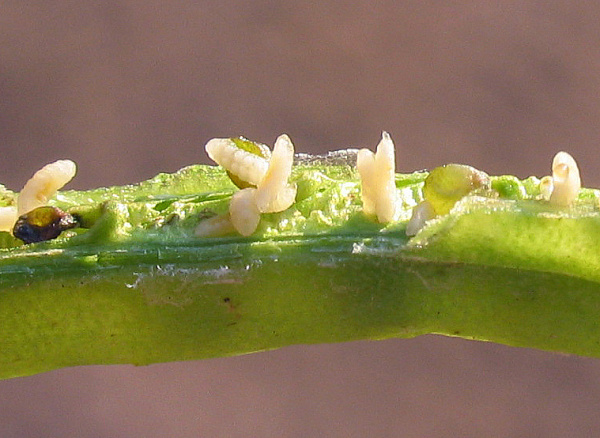 Larvy bejlomorky kapustov&eacute; v&nbsp;&scaron;e&scaron;uli (foto&copy;Josef Pozděna)