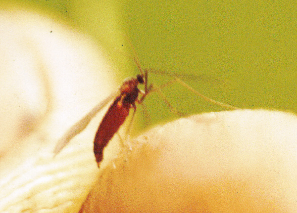 Dospělec bejlomorky sedlov&eacute; (foto&copy;Josef Pozděna)