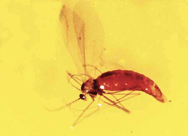 Bejlomorka v&nbsp;Morickeho misce (foto&copy;Josef Pozděna)