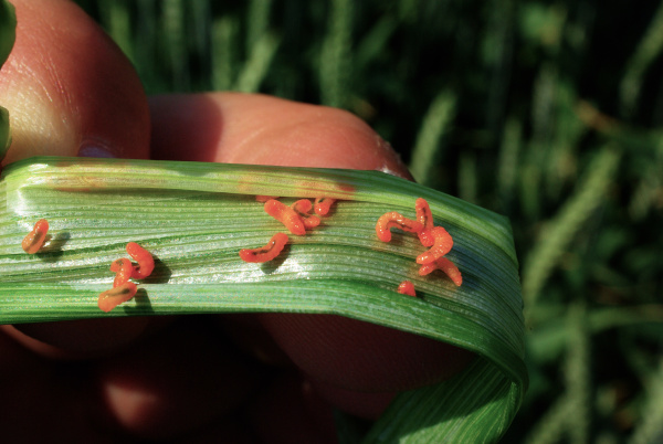 Larvy na vnitřn&iacute; straně listov&eacute; pochvy (foto&copy;Josef Pozděna)