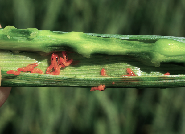 H&aacute;lky na st&eacute;ble a&nbsp;larvy (foto&copy;Josef Pozděna)