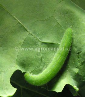 Housenka bě&scaron;l&aacute;ska řepov&eacute;ho na listu řepky olejky