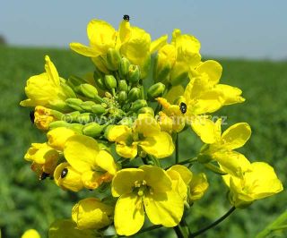 V t&eacute;to f&aacute;zi již je &scaron;kodlivost bl&yacute;sk&aacute;čka řepkov&eacute;ho mal&aacute;.