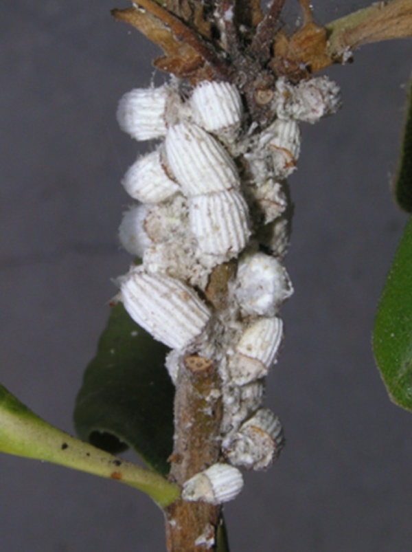 červci - perlovec zhoubn&yacute; na fikusu (foto Jaroslav Rod)