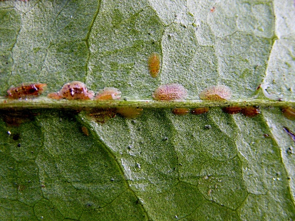 červci - puklice oranžovn&iacute;kov&aacute; na citrusu (foto Jaroslav Rod)