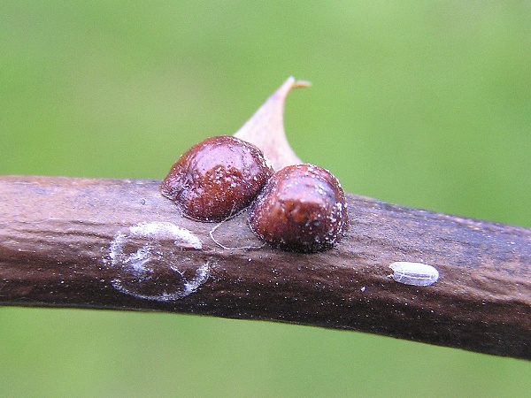 červci - puklice &scaron;vestkov&aacute; na růži (foto Jaroslav Rod)