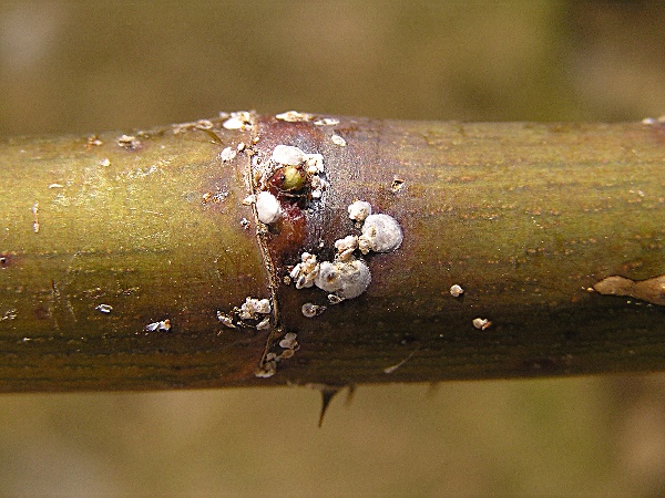 červci - &scaron;t&iacute;tenka &scaron;&iacute;pkov&aacute; na růži (foto Jaroslav Rod)