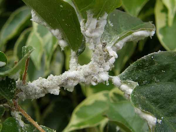 červec citron&iacute;kov&yacute; (foto Jaroslav Rod)