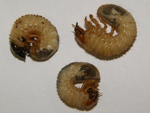 chrousti - larvy (ponravy) (foto Jaroslav Rod)