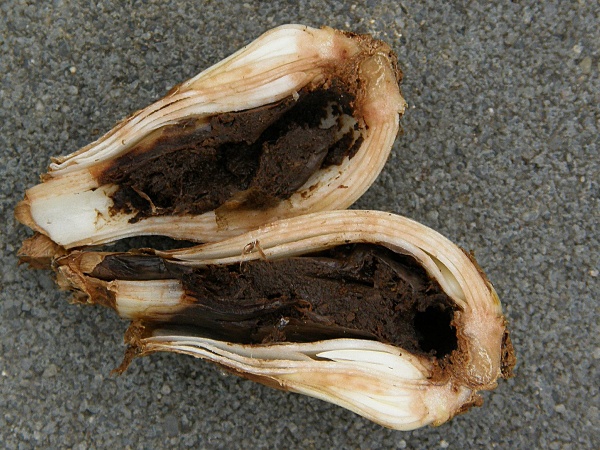 cibulovka narcisov&aacute; po&scaron;kozen&iacute; cibule narcisu (foto Jaroslav Rod)