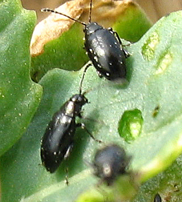 Dřepč&iacute;ci na listu řepky (foto&copy;Josef Pozděna)