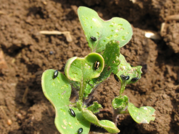 Dřepč&iacute;ci rodu Phyllotreta (foto&copy;Josef Pozděna)