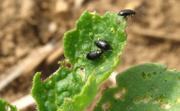 Po&scaron;kozen&iacute; listů dřepč&iacute;ky (foto&copy;Josef Pozděna)