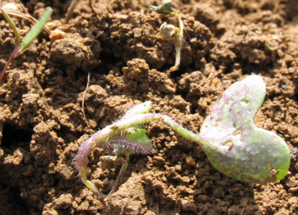 Po&scaron;kozen&iacute; hypokotylu dřepč&iacute;ky (foto&copy;Josef Pozděna)
