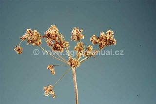 Změny okoliků km&iacute;nu způsoben&eacute; h&aacute;lčivcem km&iacute;nov&yacute;m