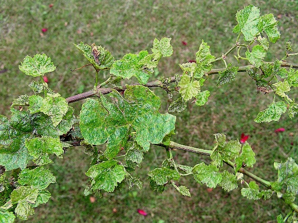 h&aacute;lčivec r&eacute;vov&yacute; - po&scaron;kozen&iacute; letorostu (foto Jaroslav Rod)