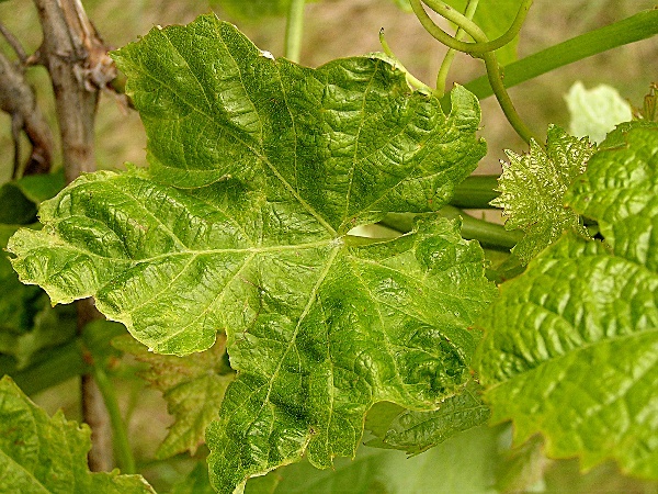 h&aacute;lčivec r&eacute;vov&yacute; - po&scaron;kozen&iacute; listu jarn&iacute; generac&iacute; (foto Jaroslav Rod)