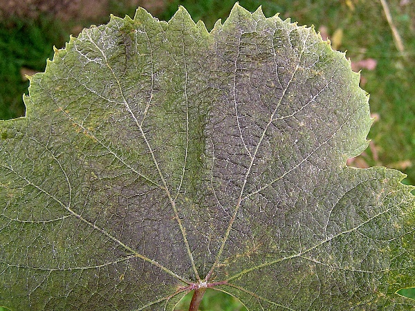 h&aacute;lčivec r&eacute;vov&yacute; - po&scaron;kozen&iacute; listu letn&iacute; generac&iacute; (foto Jaroslav Rod)