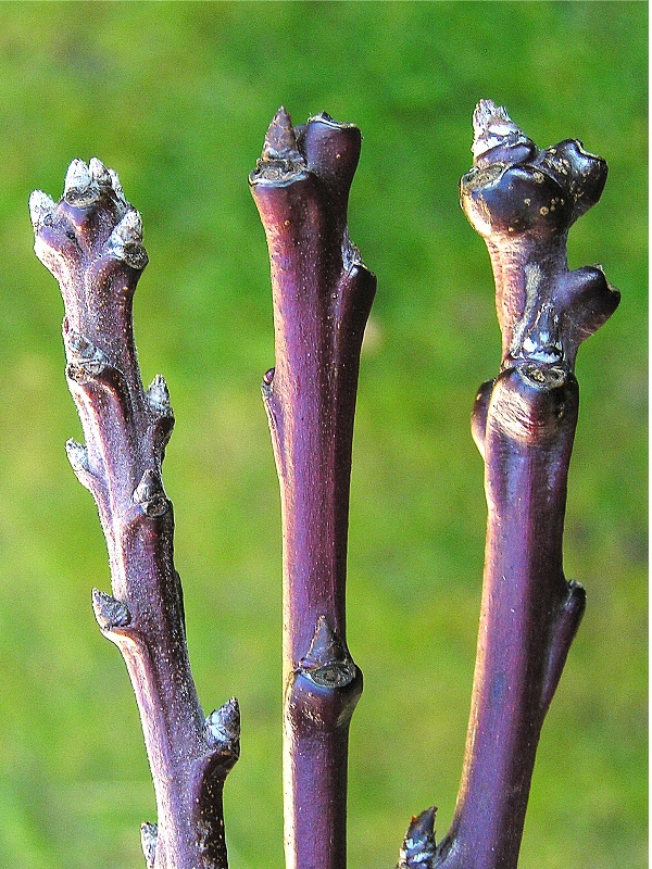 h&aacute;lčivec vi&scaron;ňov&yacute; - po&scaron;kozen&iacute; letorostů slivoně (foto Jaroslav Rod)