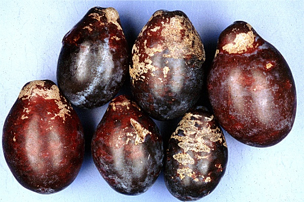 h&aacute;lčivec vi&scaron;ňov&yacute; - po&scaron;kozen&iacute; plodů slivoně (foto Jaroslav Rod)