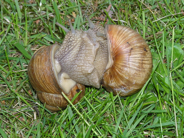 kopuluj&iacute;c&iacute; hlem&yacute;ždi zahradn&iacute; (foto Jaroslav Rod)