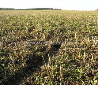 Cesta hrabo&scaron;e poln&iacute;ho v&nbsp;jeteli