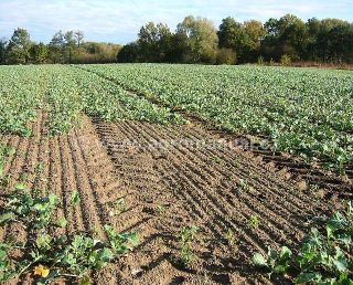 Po&scaron;kozen&iacute; porostu řepky olejky hrabo&scaron;em poln&iacute;m