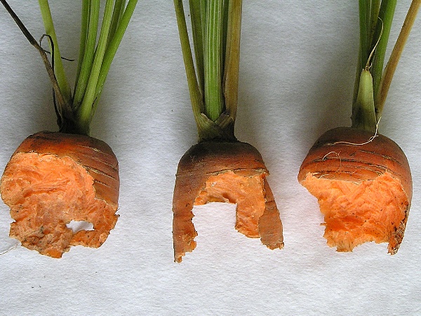 hryzec vodn&iacute; - po&scaron;kozen&iacute; mrkve (foto Jaroslav Rod)