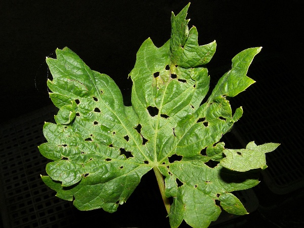 klopušky - poškození listu révy vinné (foto Jaroslav Rod)