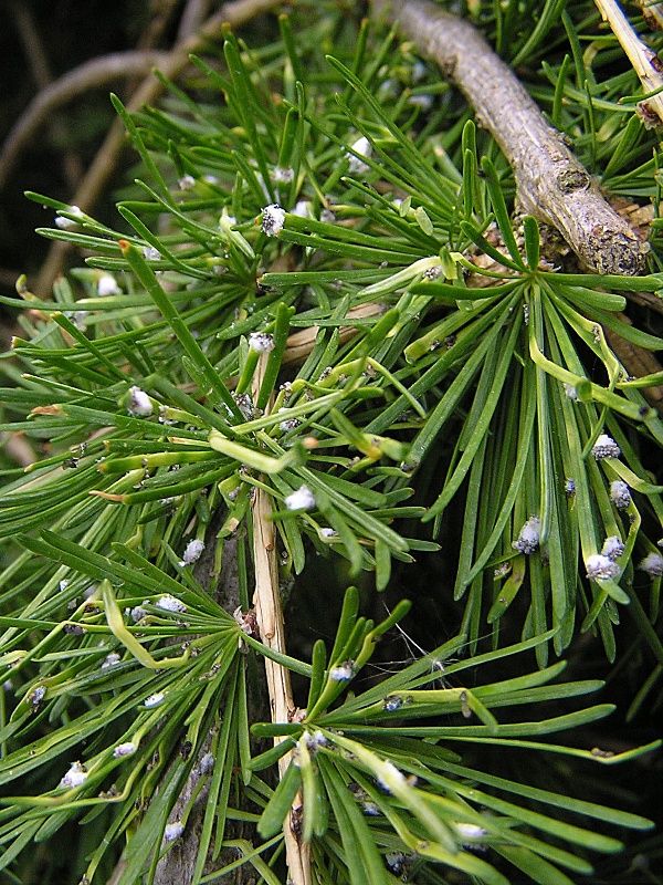 korovnice modř&iacute;nov&aacute;  (foto Jaroslav Rod)