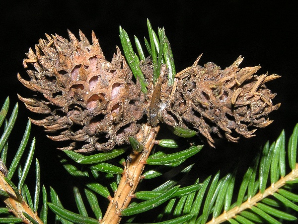 korovnice smrkov&aacute; na smrku (foto Jaroslav Rod)