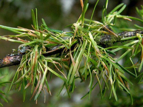 korovnice zelen&aacute;  na modř&iacute;nu (foto Jaroslav Rod)