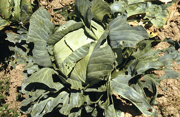 křeček poln&iacute; - po&scaron;kozen&iacute; zel&iacute; (foto Jaroslav Rod)