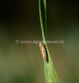 Ilustrativn&iacute; foto kř&iacute;sa na obil&iacute;