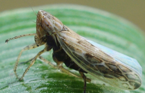 Kř&iacute;sek poln&iacute; (foto&copy;Josef Pozděna)