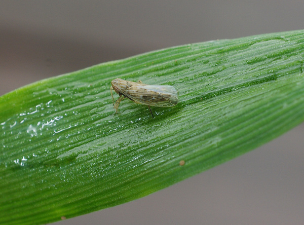 Kř&iacute;sek na listu obilniny, velikost dospělců 3,8&ndash;4,3 mm (foto&copy;Josef Pozděna)